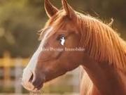 Fontainebleau 77300 Achat / Vente maison 9 pièces t9 piscine