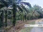 Sungai Pelepah