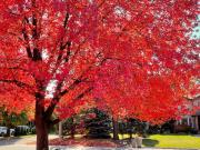 For Lease 3377 Cider Mill Place Unit# Room 1 Basement,...