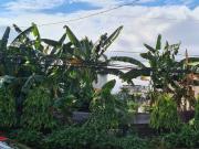 FOR LEASE Vacant Lot in San Antonio Village, Brgy. San...