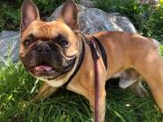 For Rent 1 Bedroom Shared Living/roommate Victoria BC...