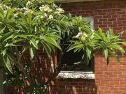 For Rent! LEADER AVENUE 26, Kilburn, SA 5084