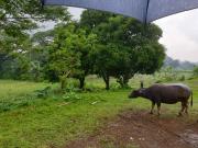 FOR SALE 2 Lots in Rodeo Hills Tagaytay City