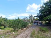 For Sale 30 Hectares Lot in Bunawan, Davao City, Davao...
