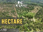 For Sale: 43 Hectare Fruit Farm in Tamugan, Calinan,...