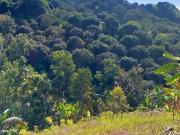 For sale 8 Hectare Farm Lot In Calinan, Davao, Davao del Sur