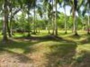 FOR SALE: Lot / Land / Farm Batangas >Lipa City FOR SALE: Lot / Land / Farm Batangas >Lipa City
