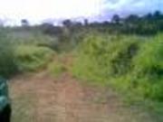 FOR SALE: Lot / Land / Farm Cavite >Silang