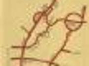 FOR SALE: Lot / Land / Farm Rizal >Antipolo