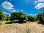 FOR SALE MANGO FARM WITH RESTHOUSE AND RICEFIELD IN...