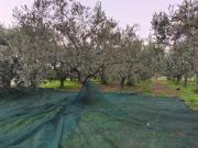 Francavilla al Mare Terreno 88 olivi 2Km dal mare