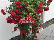 Freistehendes Einfamilienhaus