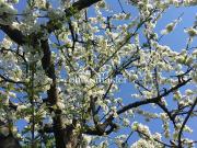 Frühlingserwachen im schönen Taunus Wohnensemble