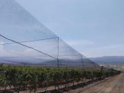 FUNDO AGRÍCOLA DE 102.3 HA EN QUILMANÁ – LISTO PARA OPERAR