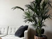 Furnished 2 room Appartment for subletting