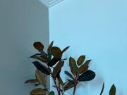 FURNISHED APARTMENT IN A NEW APARTMENT BUILDING, Leipzig...