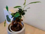 Furnished apt. near Florastraße in Berlin Pankow for a...