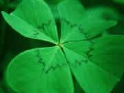 Gelegenheit in Brand, Bez. Gmünd