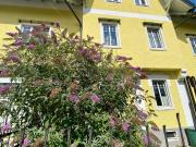 Gemütliche 2 Zimmer Wohnung in Altbauvilla mit Garten