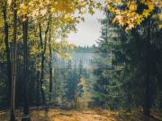 Gesuch im Kundenauftrag Wald & Ackerland zwischen...