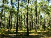 GIRONDE FORET IDEAL INVESTISSEUR 247 HA