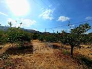 Gran finca rústica dividida en 2 propiedades