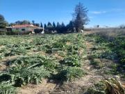 ? GRAN OPORTUNIDAD – TERRENO URBANO DE 2 TAULLAS 2.236 m²