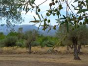 Granja 3 dormitorios 77362 m2