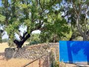 Granja Castelo Branco Castelo Branco DLS84812243