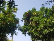 Granja Seia Guarda 6270 551 DS93695652