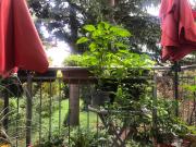 Graz: Altbauzauber! 3 Zimmer Altbauwohnung WG tauglich...