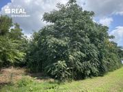 Grundstück am Rand des Paulahof Altbaumbestand in...