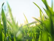 Grundstück Freizeitfläche/Pferdeweide