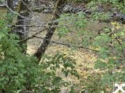 Grundstücke mit Zukunft vielseitig nutzbare Wald und... Grundstücke mit Zukunft vielseitig nutzbare Wald und...