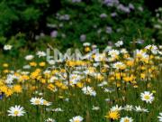 GrünGeborgen: Moderner Familientraum für naturliebende...