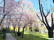 Grünruhelage nahe Glanzing! Perfekt geschnittene 3...