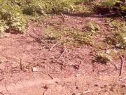 GUADALAJARA JALISCO VENTA TERRENO INDUSTRIAL. GUADALAJARA JALISCO VENTA TERRENO INDUSTRIAL.