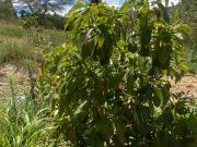 GUAYLLABAMBA 14.300 m2 de venta aguacates plantados