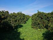 Ha 1.54.00: Terreno agrumeto e uliveto