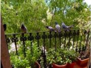 Habitación en piso compartido en barcelona