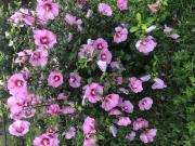 Habitación, Mataró