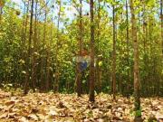 Hacienda 60Ha Frente Vía – Balzar