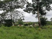 HACIENDA AGRICOLA GANADERA VALLE HERMOSO 33 Ha