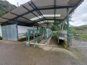 Hacienda ganadera lechera de venta sector Tutupali Chico...