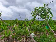 Hacienda platanera con agua todo el año, antes del peaje...