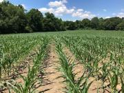 Halliburton St, Trenton, Plot For Sale