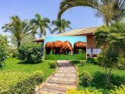 Haras e Área Rural Padrão