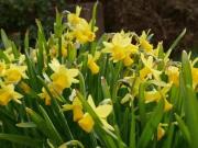 Haus kaufen Biblis ZFH Kapitalanlage Mehrgenerationenhau.