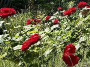 Haus kaufen Dessau Roßlau Arbeiten und Wohnen im Gartenreich