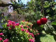 Haus kaufen Frankfurt Von privat: Mehrgenerationen Haus,...